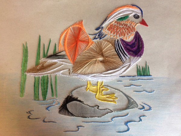 Джон Гульд утки мандаринки