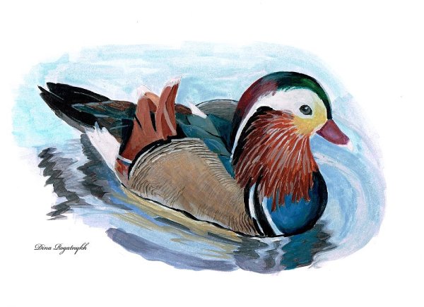 Утка Мандаринка