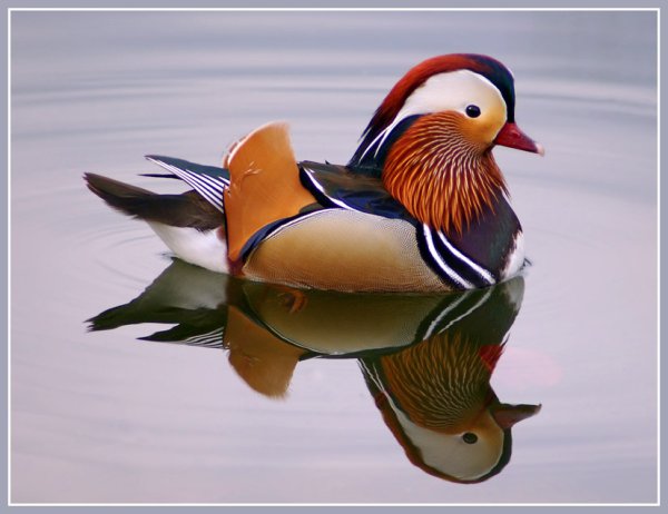 Китайская утка Мандаринка