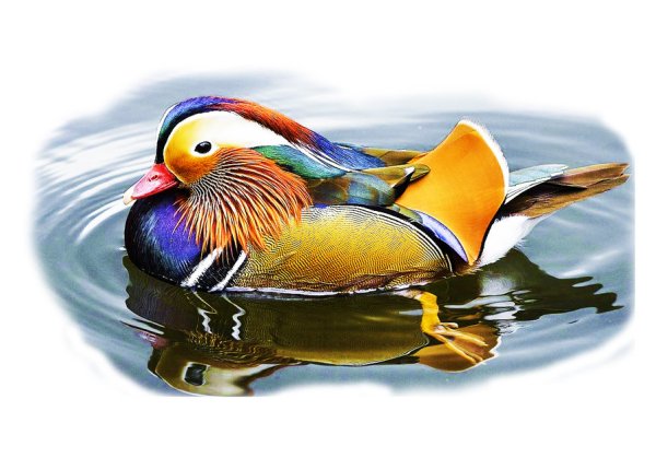 Нарисовать утку мандаринку