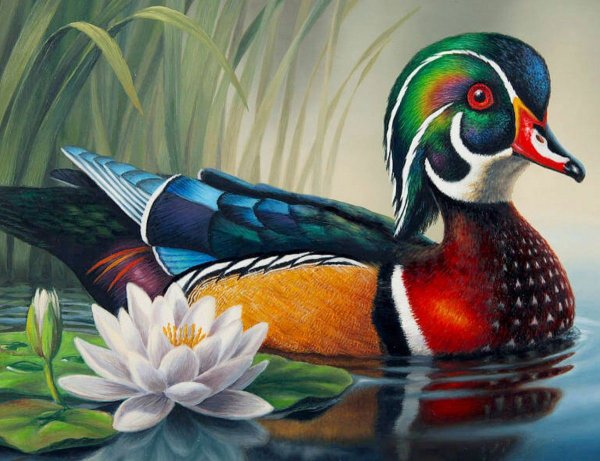 Мандаринка карандашом