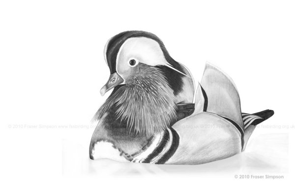 Утка Мандаринка вектор