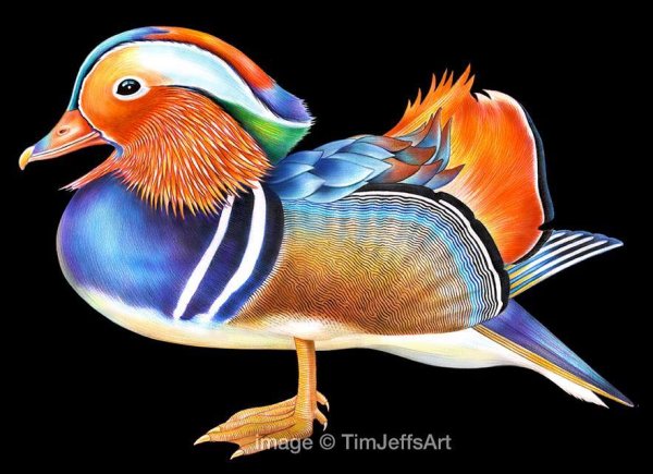 Утка Мандаринка рисунок