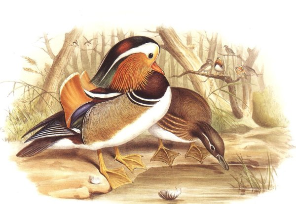 Утка Мандаринка акварелью