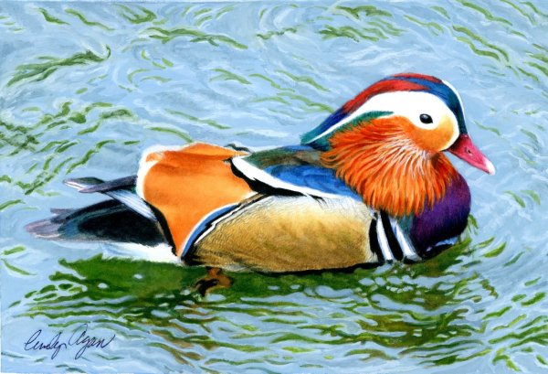 Утка цветными карандашами