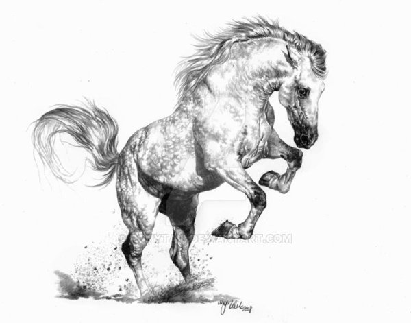 Лошадь на дыбах Графика