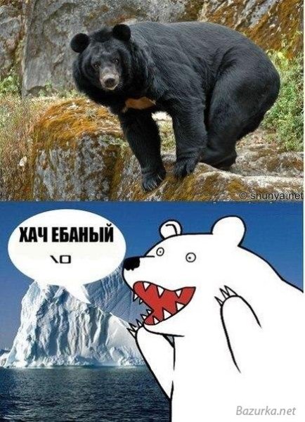 Смешные медведи мемы