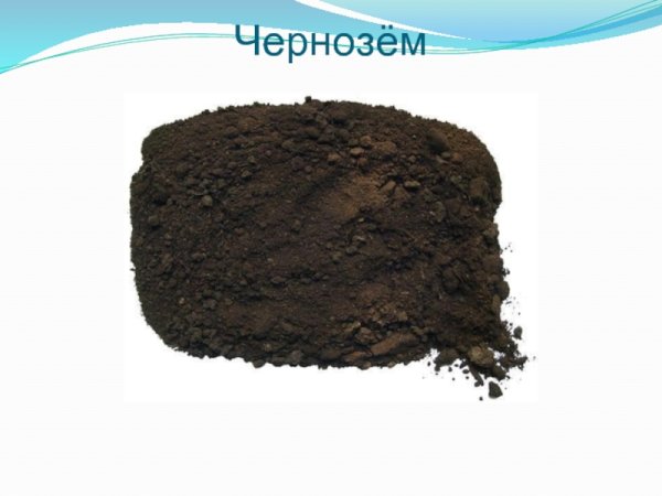 Полезные ископаемые торф