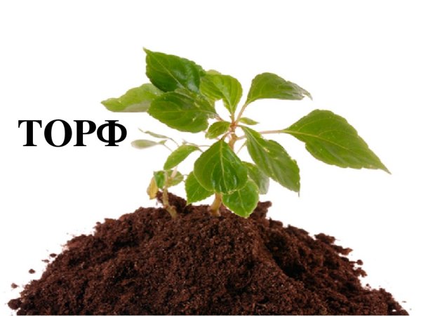 Торф для дошкольников