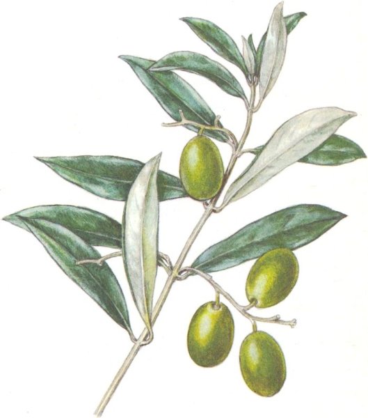 Маслина европейская Фармакогнозия