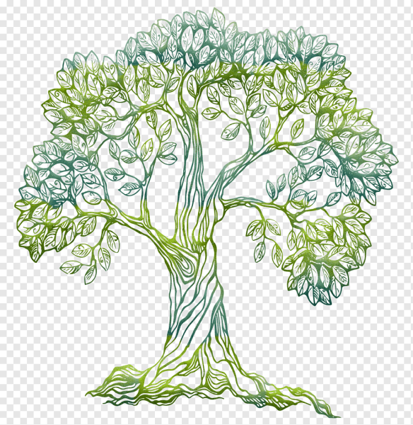 Оливковое дерево Графика