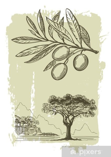 Оливковое дерево гравюра