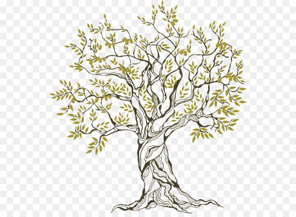Оливковое дерево нарисовать