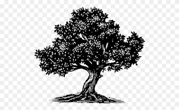 Оливковое дерево силуэт