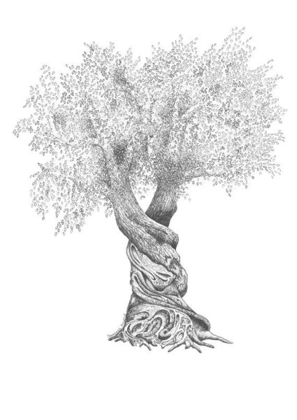 Оливковое дерево эскиз