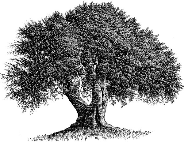Оливковое дерево гравюра