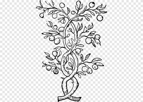 Раскраска дерева олива