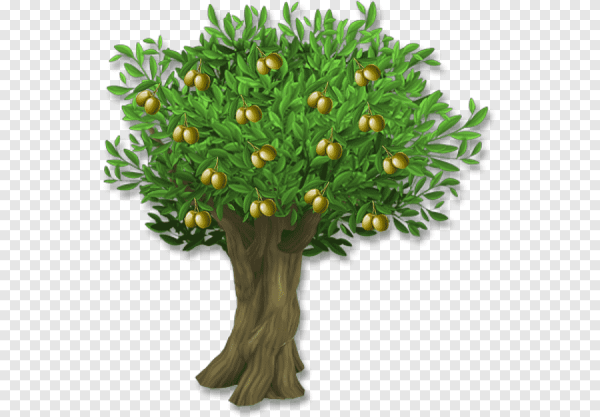 Оливковое дерево на прозрачном фоне