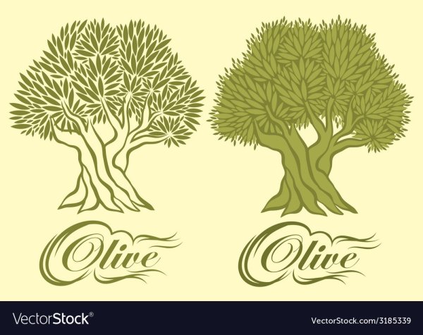 Оливковое дерево вектор