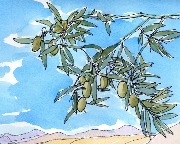 Оливковое дерево акварель