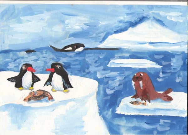 Животные Арктики и Антарктики старшая группа