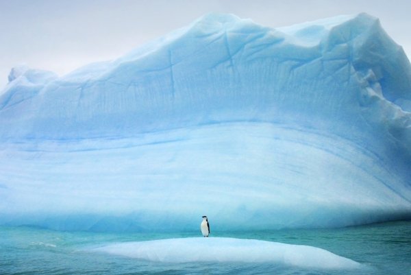 Касатка в Антарктиде