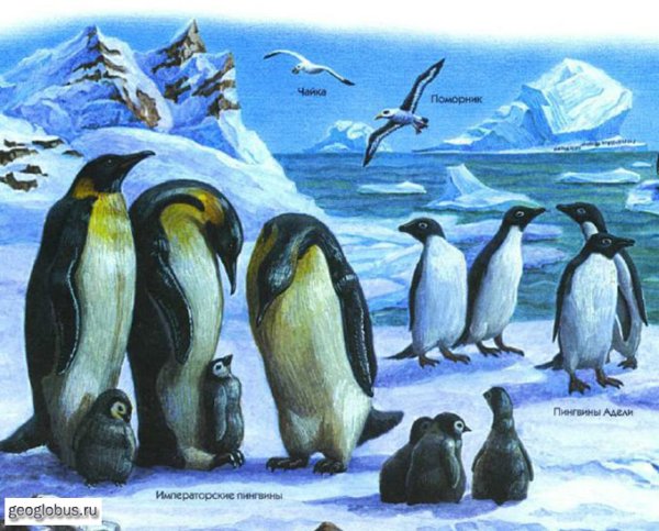 Животные Арктики и Антарктики для детей
