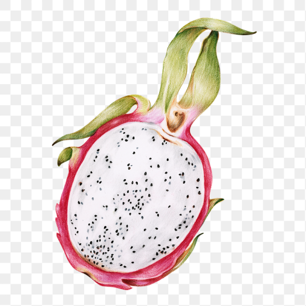 Драгон фрукт акварелью
