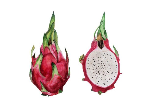 Питахайя ботаника