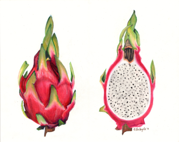 Питайя Ботаническая иллюстрация