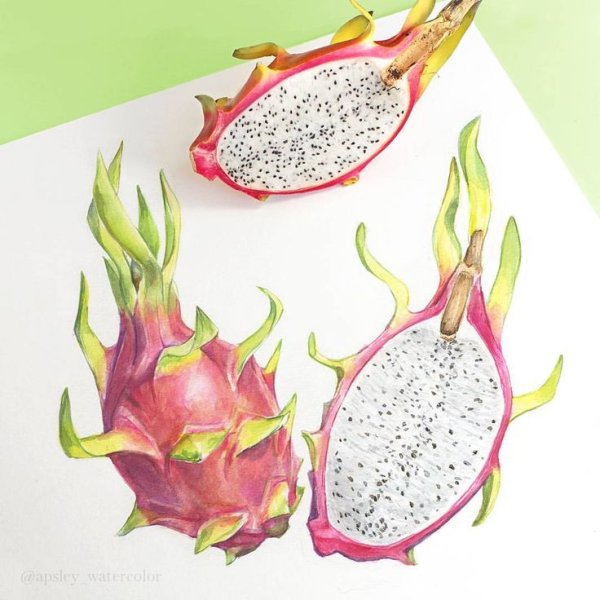 Питахайя акварелью