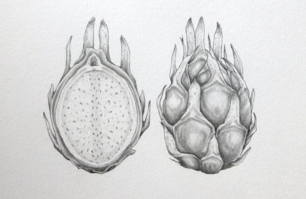 Питайя скетч