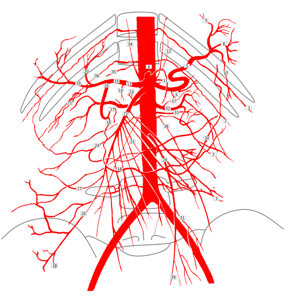 Ветви Truncus Coeliacus