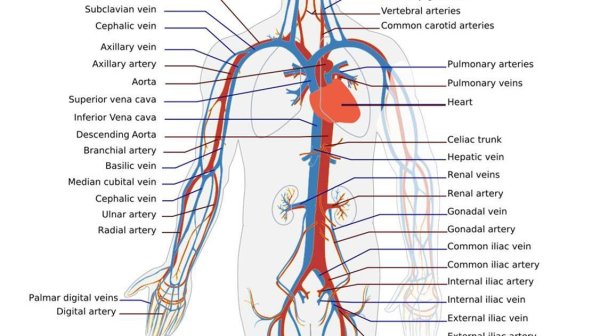 Вены и артерии схема