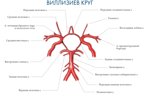 Схема артериального круга головного мозга