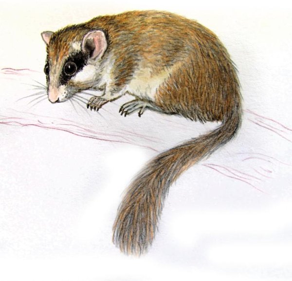 Краснокнижные животные Лесная Соня