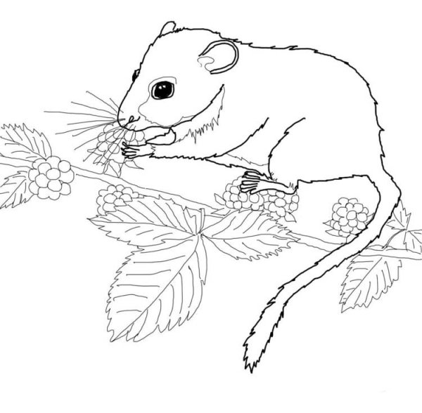 Соня полчок раскраска