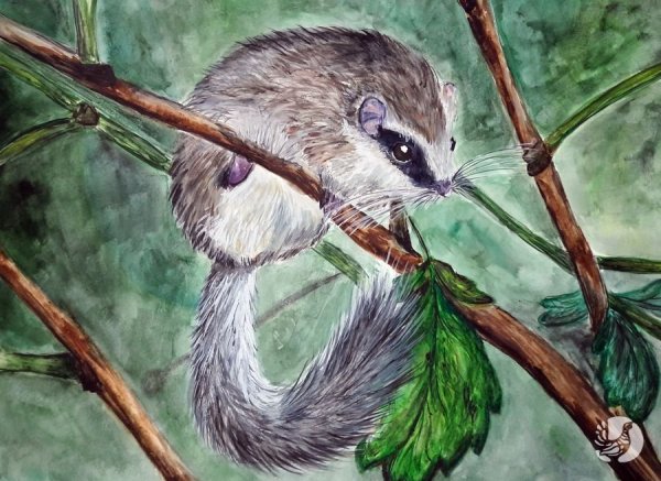 Соня Садовая карандашом