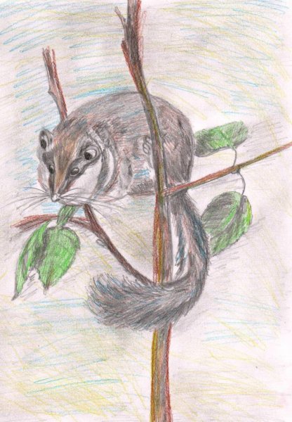 Лесная Соня рисунок