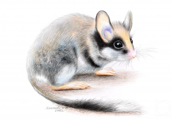 Садовая Соня рисунок