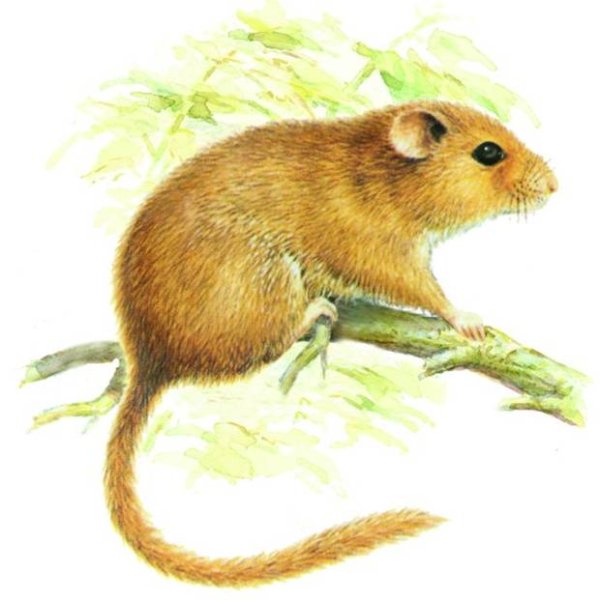 Орешниковая Соня красная книга