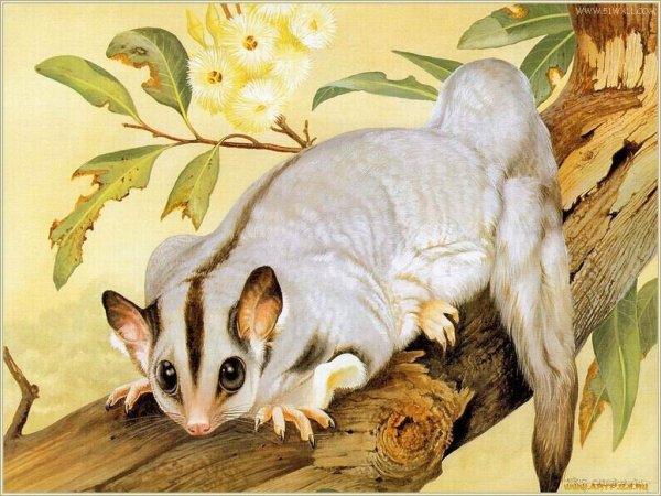 Лесная Соня рисунок