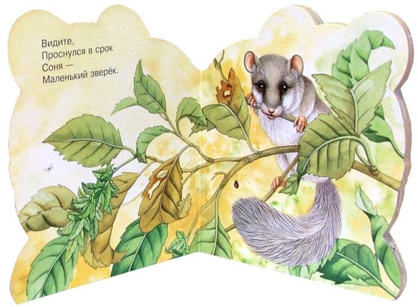 Загадки про садовую Соню