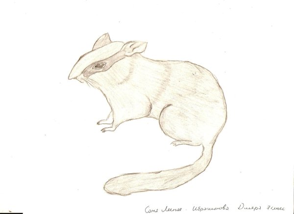 Лесная Соня раскраска