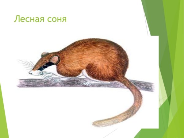 Лесная Соня красная книга Кировской области