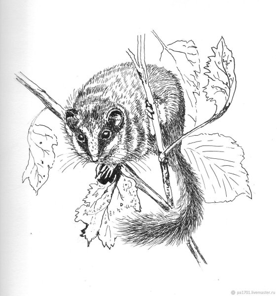 Орешниковая Соня раскраска