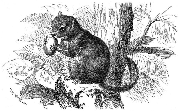 Орешниковая Соня