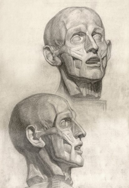 Голова Экорше Гудона в профиль