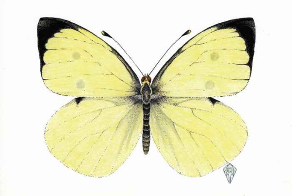 Капустная Белянка