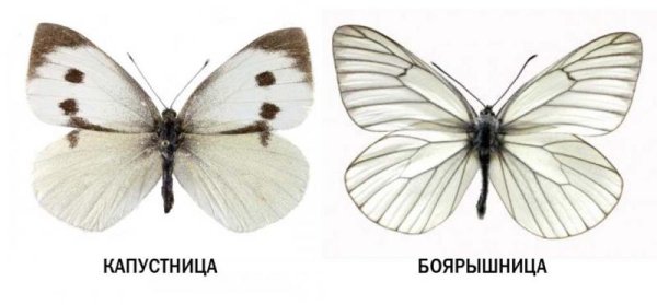 Бабочка боярышница или капустница
